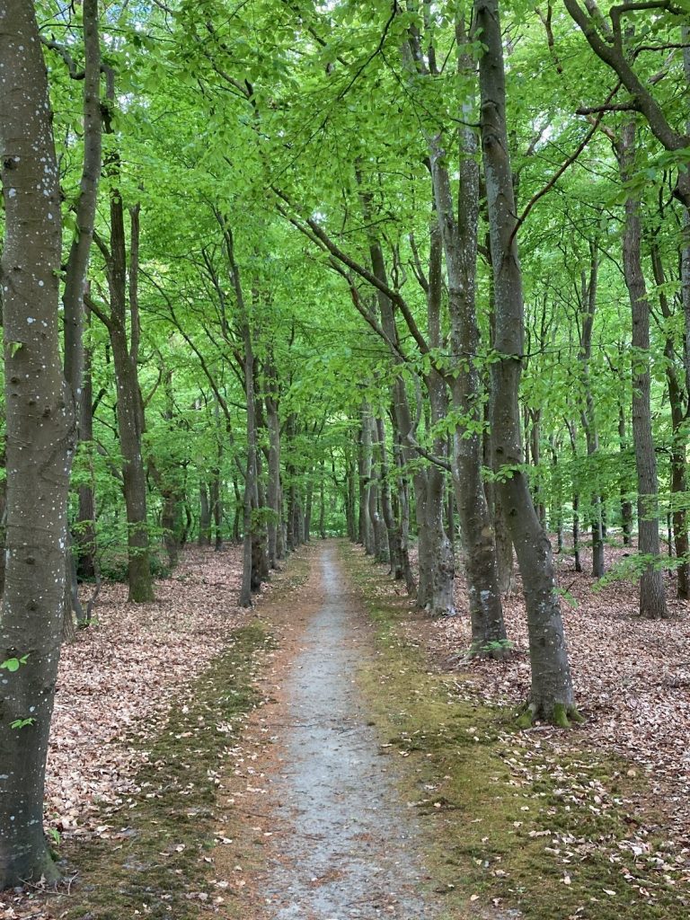 path in woods